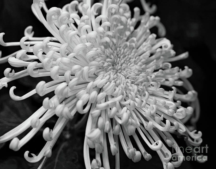Petal Curls Photograph by Mary Haber