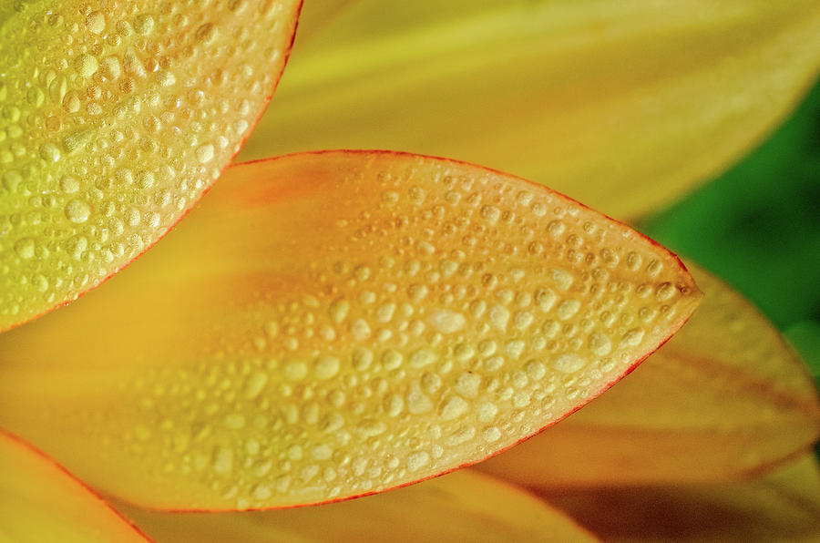 Petal Field of Drops Photograph by Greg Nyquist