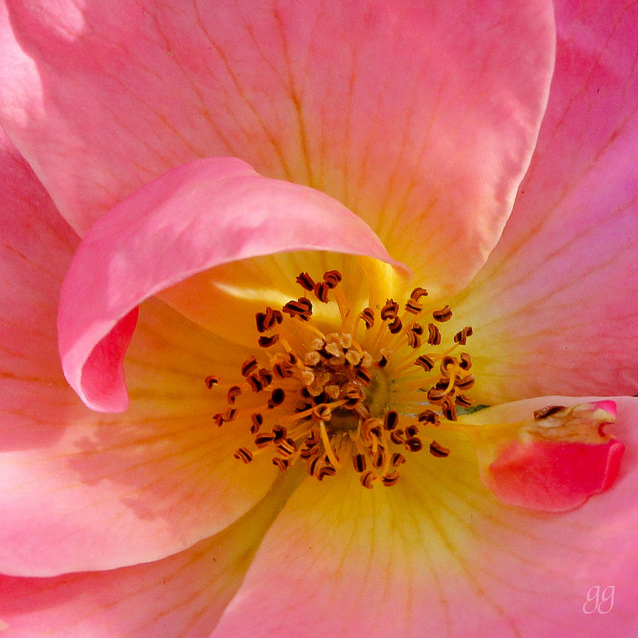 Rose Photograph - Petal Pink by Geri Glavis