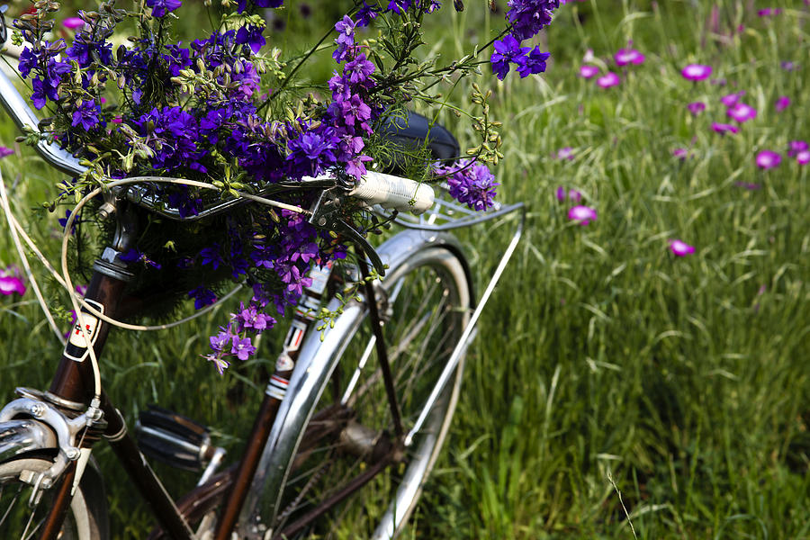 Petal Power Photograph by Andrea and Dave Kramer - Fine Art America