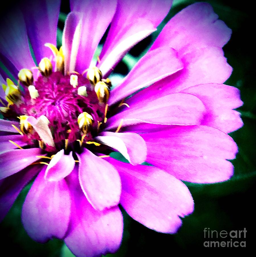 Petal power Photograph by Vonda Lawson-Rosa - Pixels