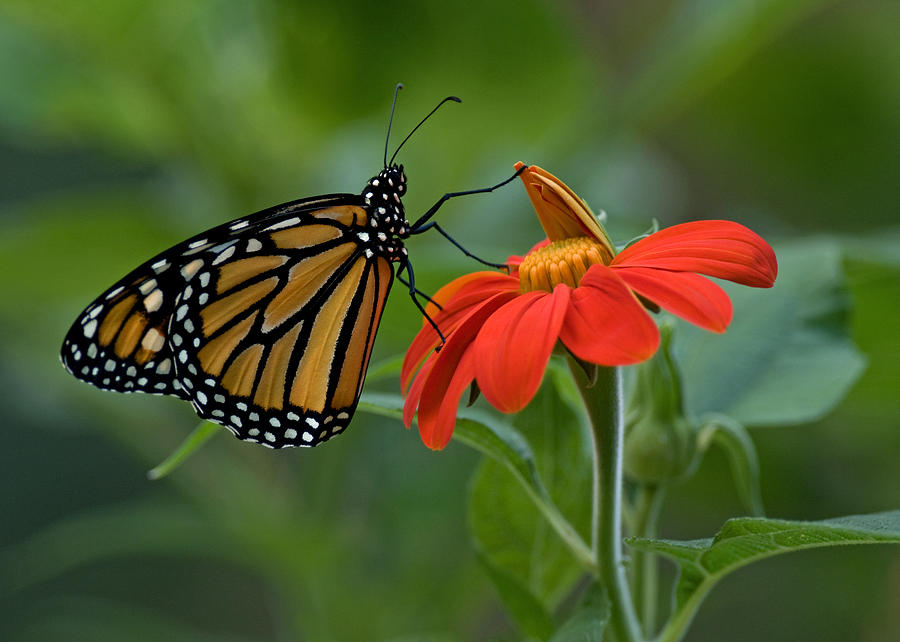 Petal Pusher Photograph by Bud Hensley - Fine Art America