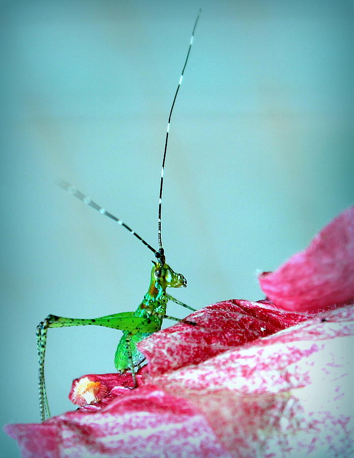 Nature Photograph - Petal Pusher by Faith Williams