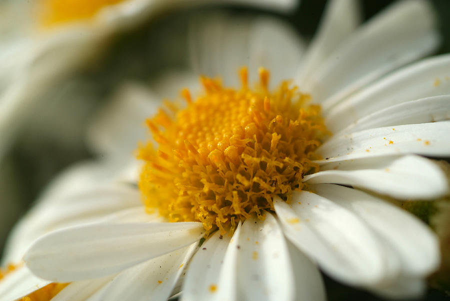 Petals and Pollen Photograph by Michael McGowan