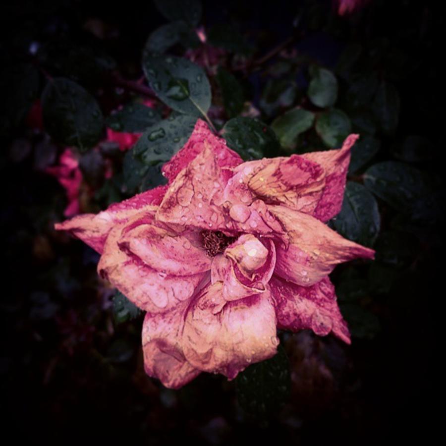 Fall Photograph - Petals  And Rain Drops. #flowers #bloom by Alex Haglund
