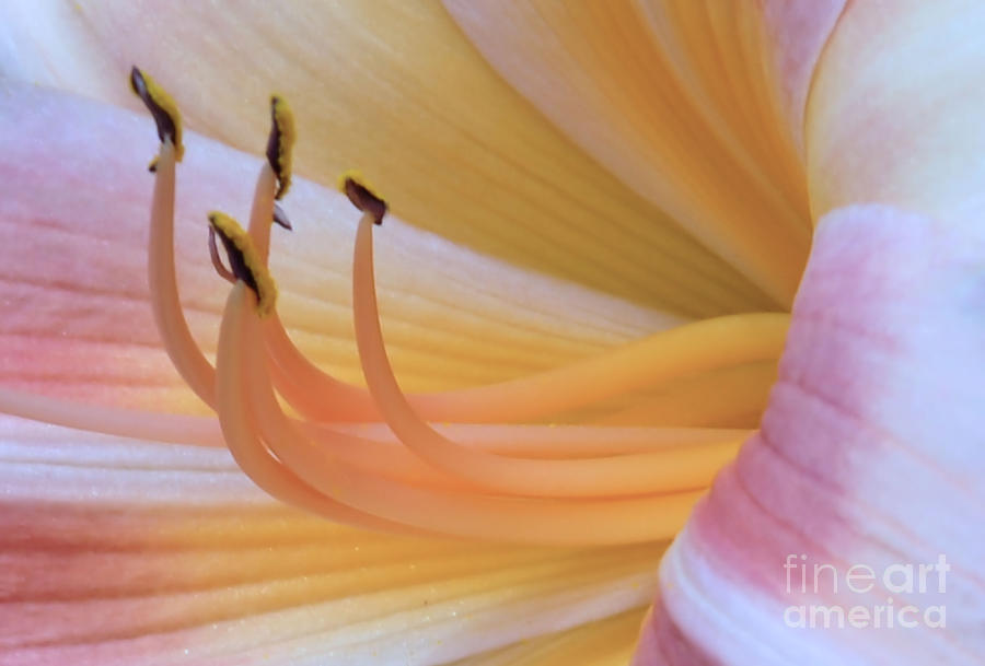 Petals and Stamens Photograph by Elaine Manley