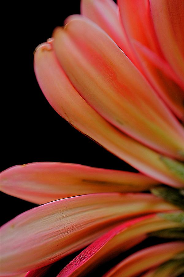 Daisy Photograph - Petals  by Beth Akerman