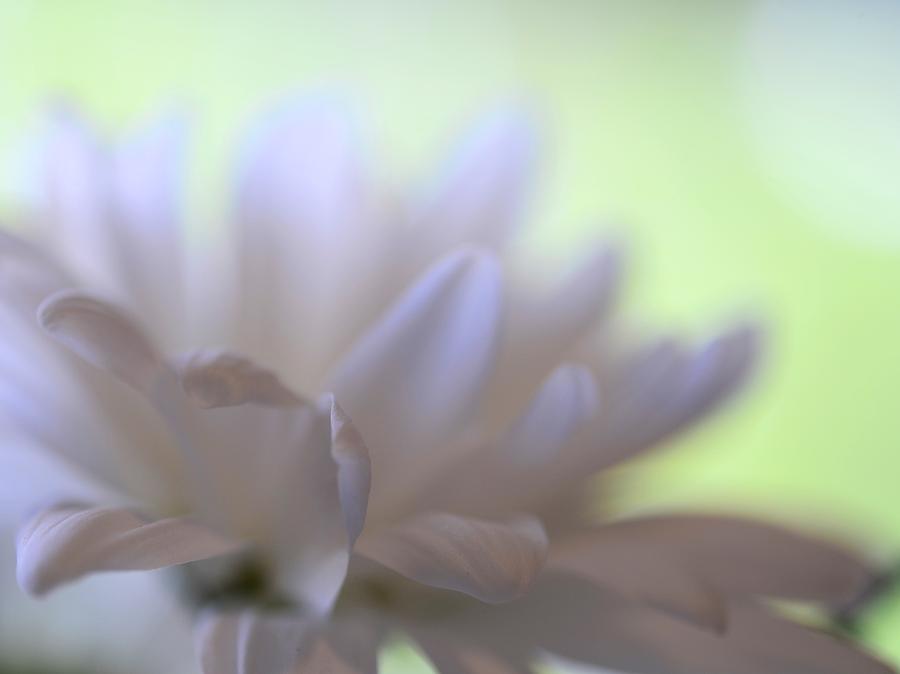 Daisy Photograph - Petals by Corinne Rhode