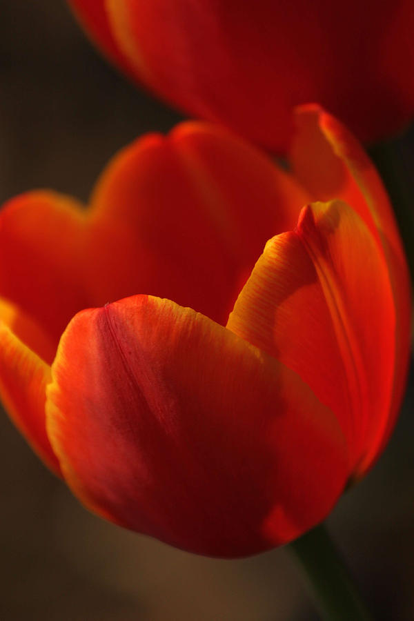 Red Tulip Closeup Photograph by Carolyn Jacob