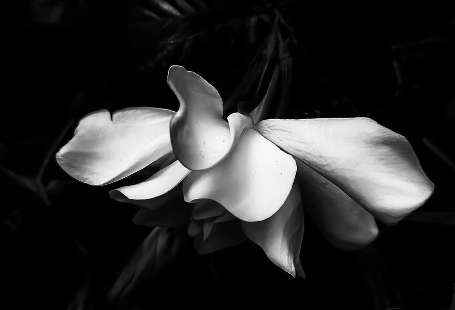 Petals Photograph by Epicalimage Fine Art America