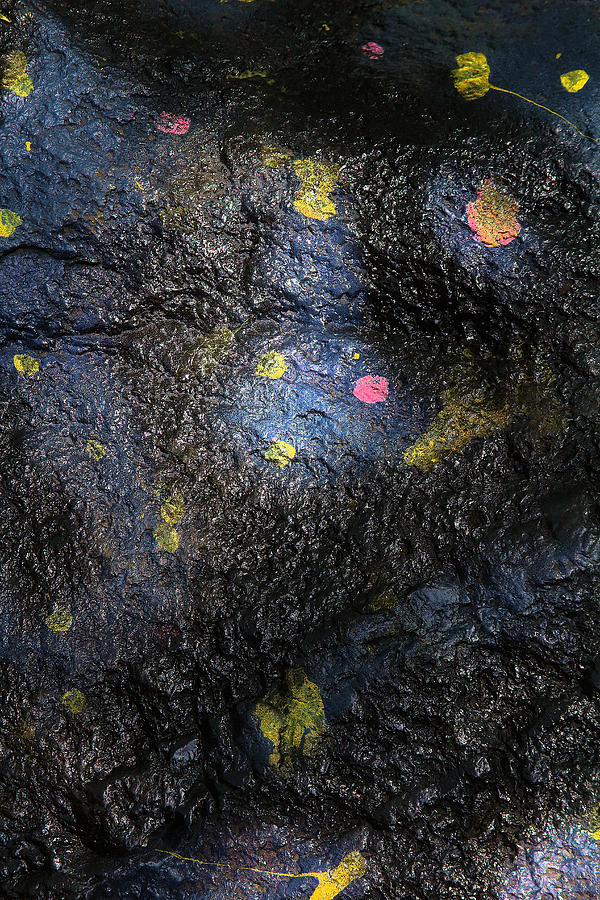 Petals Glued To That Stone Photograph by Viktor Savchenko