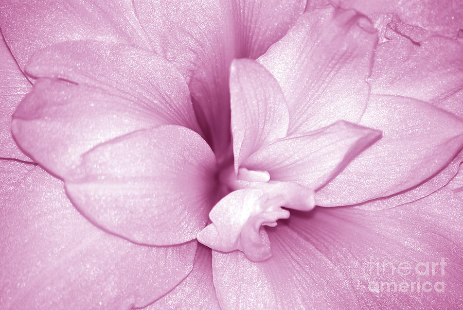 Petals in Pink Photograph by Lori Tambakis