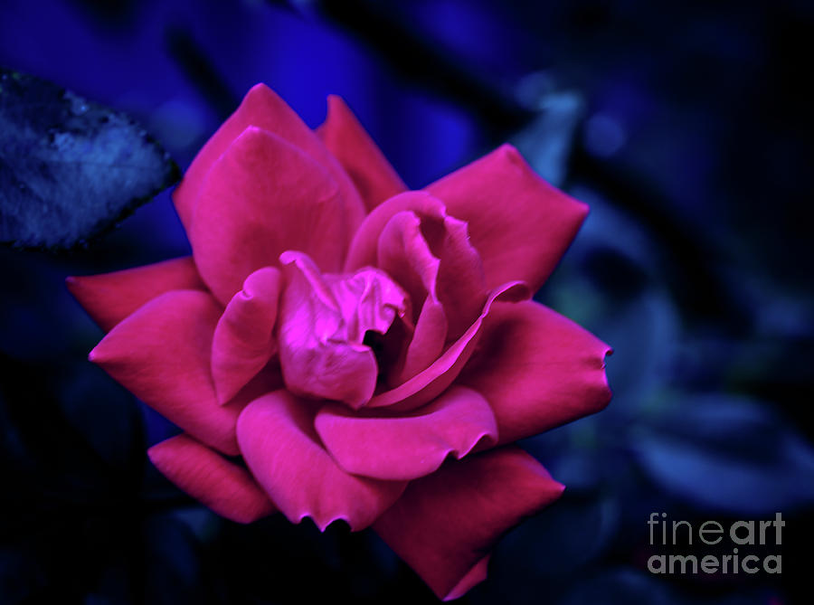 Petals In The Dark Photograph by JB Thomas