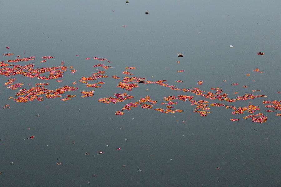 Petals in the Yamuna River, Vrindavan Photograph by Jennifer Mazzucco