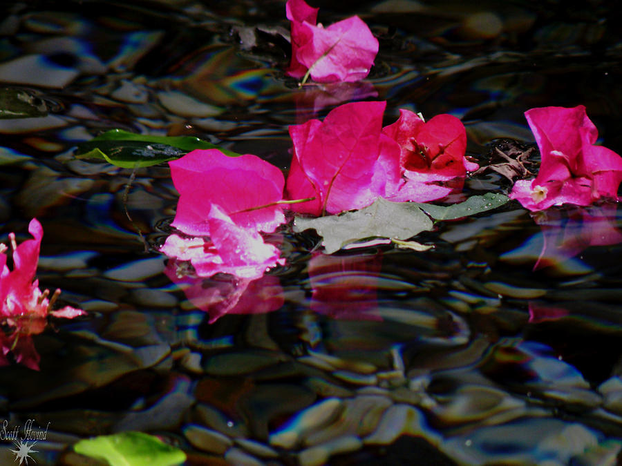 Petals in Water Photograph by Scott Hovind