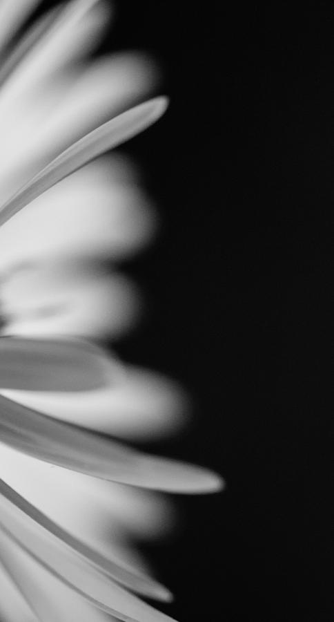 Black And White Photograph - Petals In White And Black by Shane Holsclaw