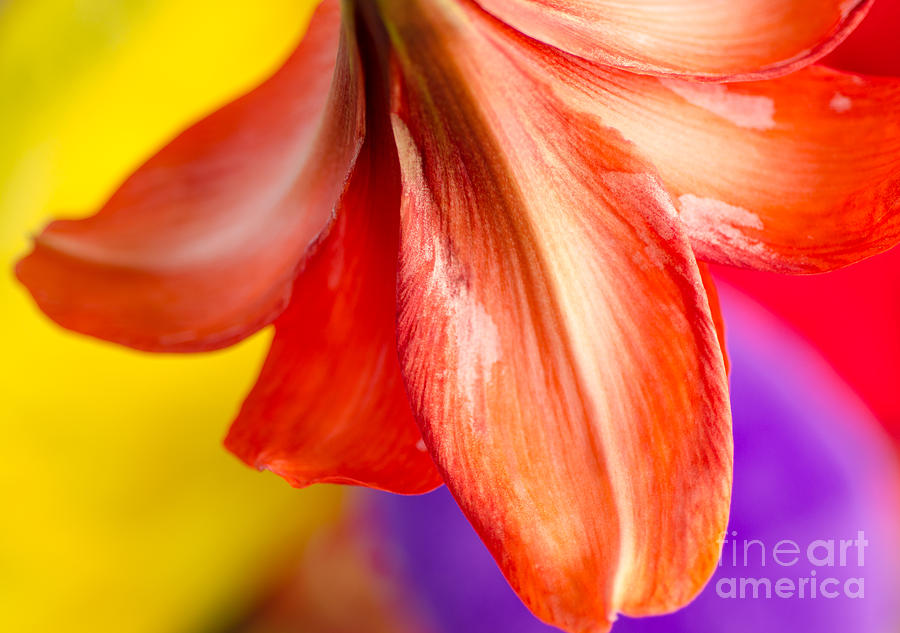 Petals Melba Red Amaryllis Petals On Yellow Red And Purple Photograph