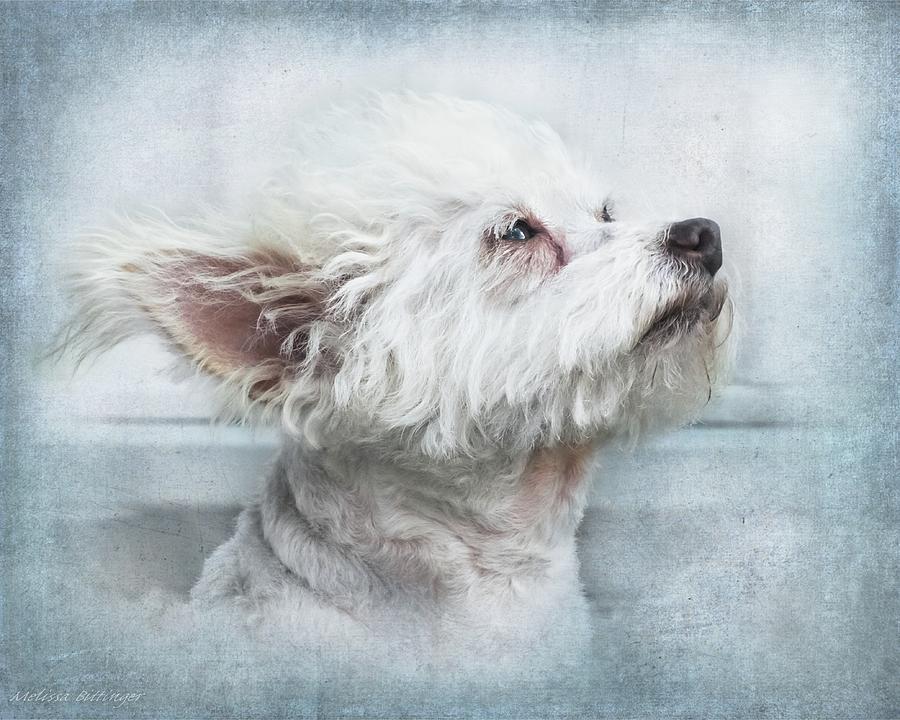 Petals Moment, Cute White Chipoo Dog Photograph by Melissa Bittinger