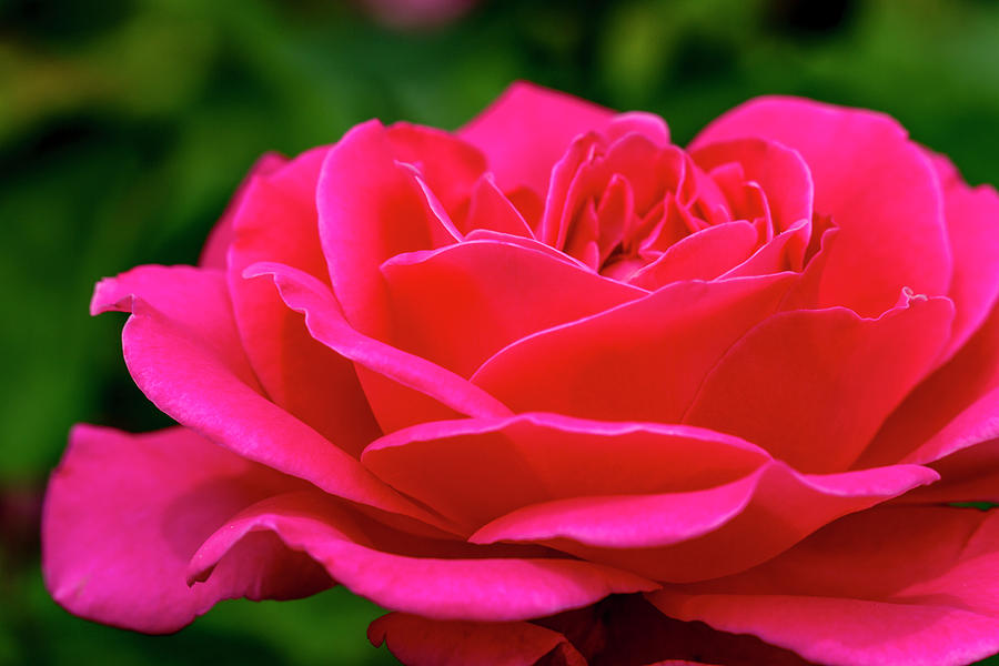 Petals of a Bright Pink Rose Photograph by Teri Virbickis