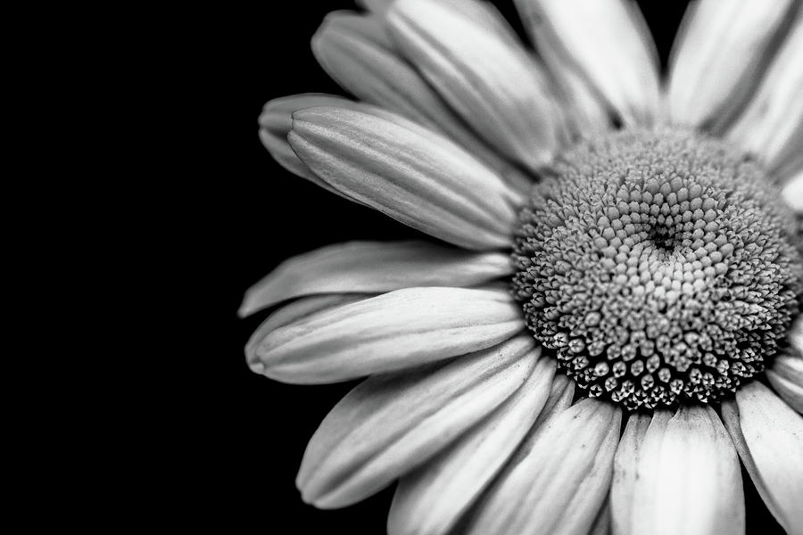 Petals Of A Daisy Photograph