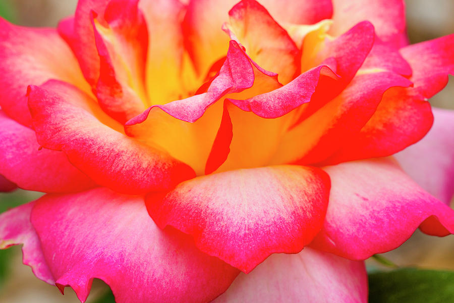 Petals of a Pink and Yellow Rose Photograph by Teri Virbickis
