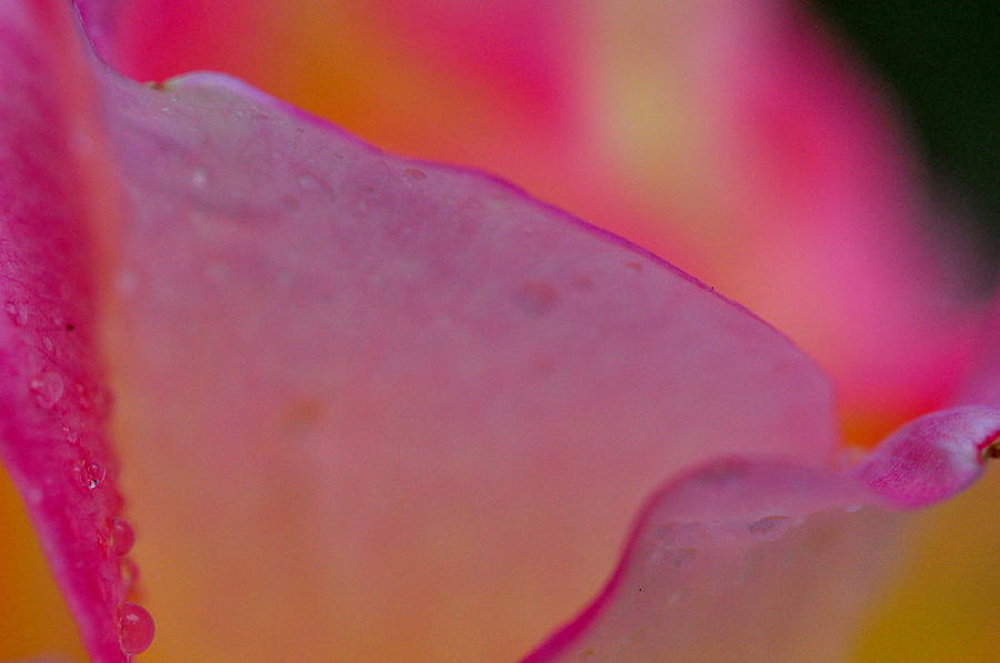 Rose Photograph - Petals of a Rose by Misty Achenbach