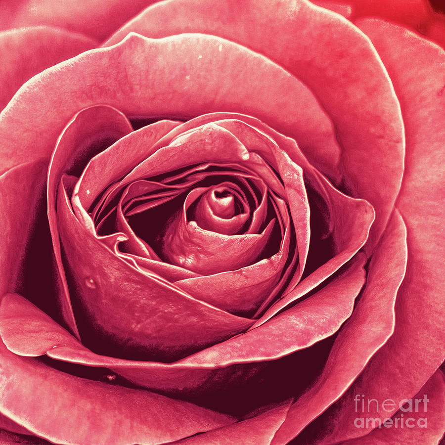 Petals of A Rose Photograph by Phil Perkins