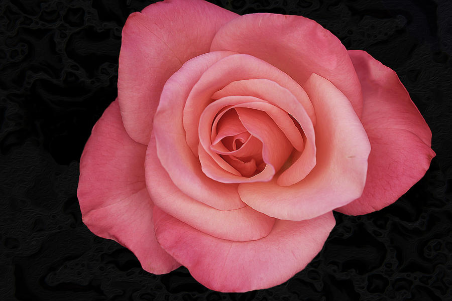 Petals of a Rose Photograph by Vanessa Thomas