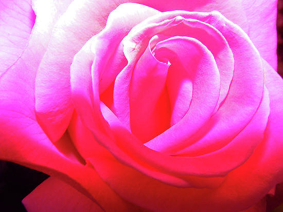 Petals Of A Rose Photograph by Wilma Stout