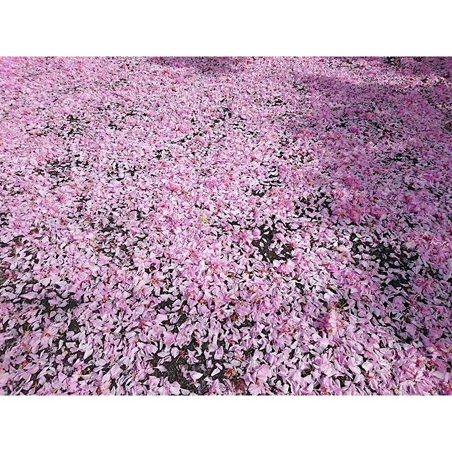 Petals Of Cherry Blossoms Photograph by Seiichiro Oshida