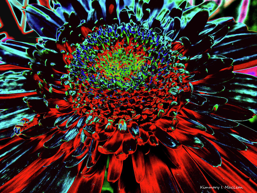 Petals of Fire and Ice Digital Art by Kimmary MacLean
