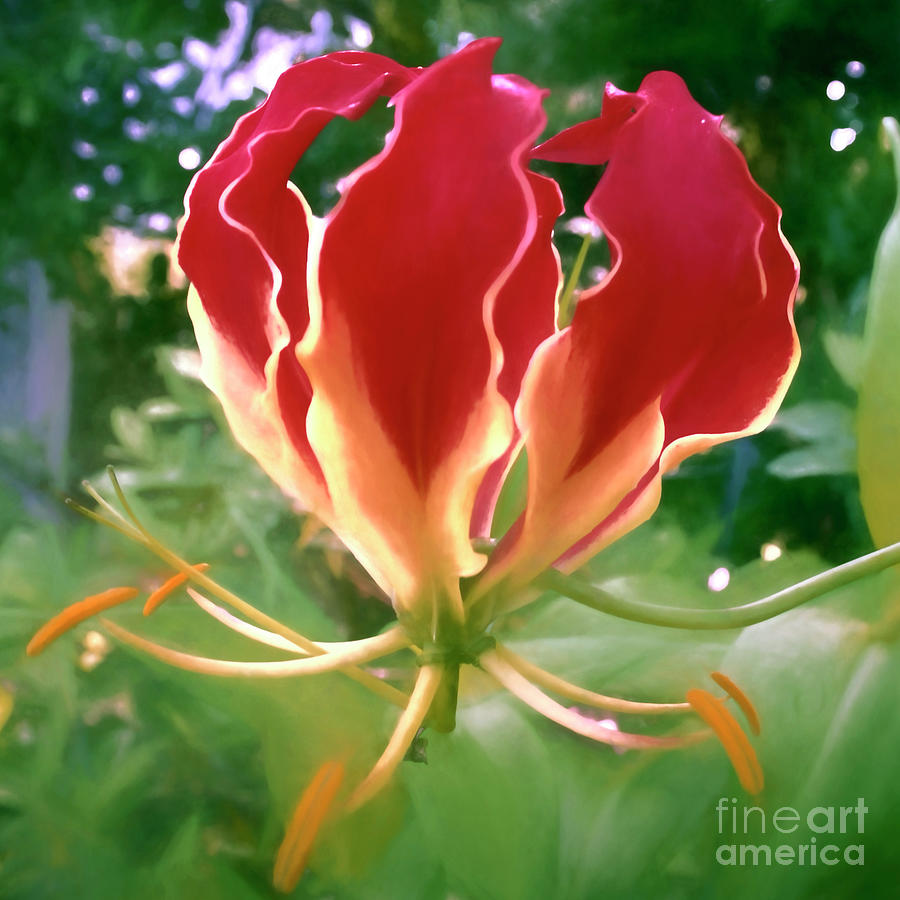  Petals of Fire - Gloriosa Lily  Photograph by Luther Fine Art