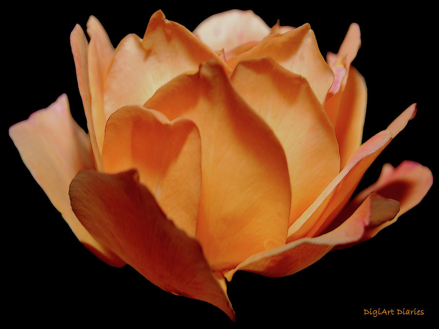 Petals of Orange Sorbet Digital Art by DigiArt Diaries by Vicky B Fuller