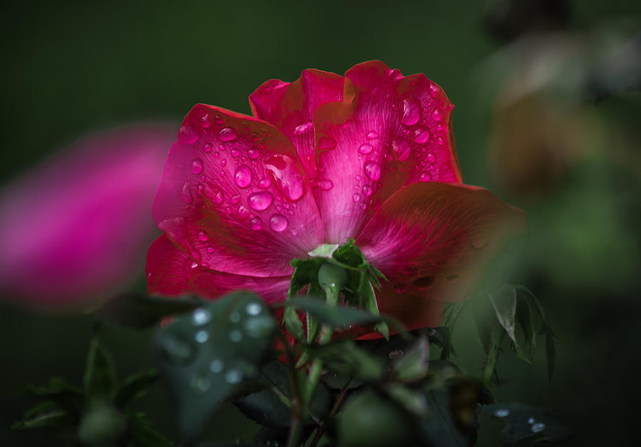 Petals of Pink Photograph by Parker Cunningham