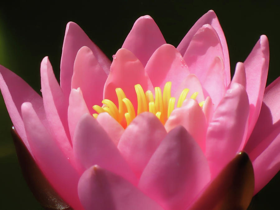 Petals of Pink - Water Lily Photograph by MTBobbins Photography