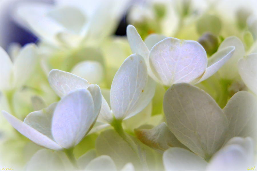 Petals Of White Photograph by Lisa Wooten