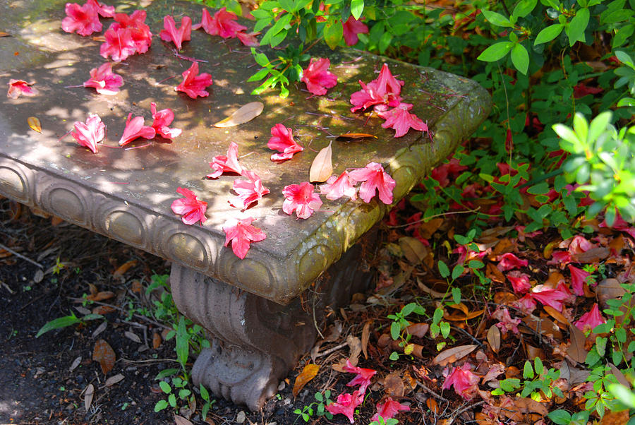 Petals on a bench Photograph by Susanne Van Hulst
