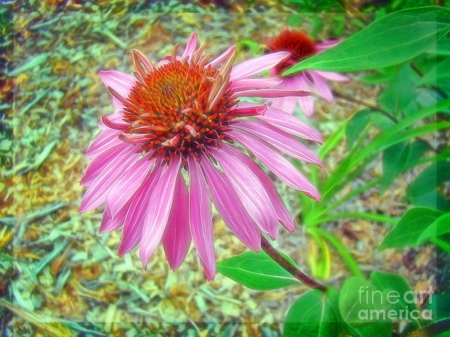 Petals on a Purple Coneflower Photograph by Sue Melvin