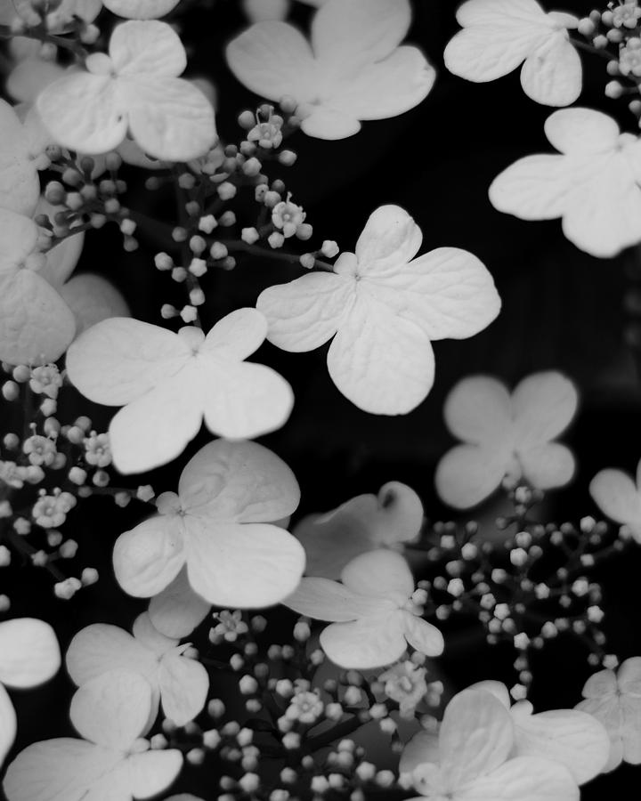 Petals On Black Photograph by Michael Ramsey
