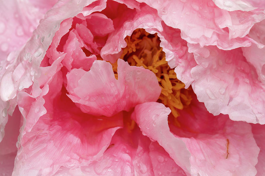 Petals on Chinese peony abstract background Photograph by Karen Foley