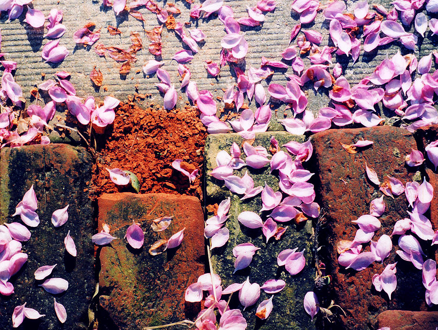 Petals on the Bricks 2 AE Photograph by Lyle Crump