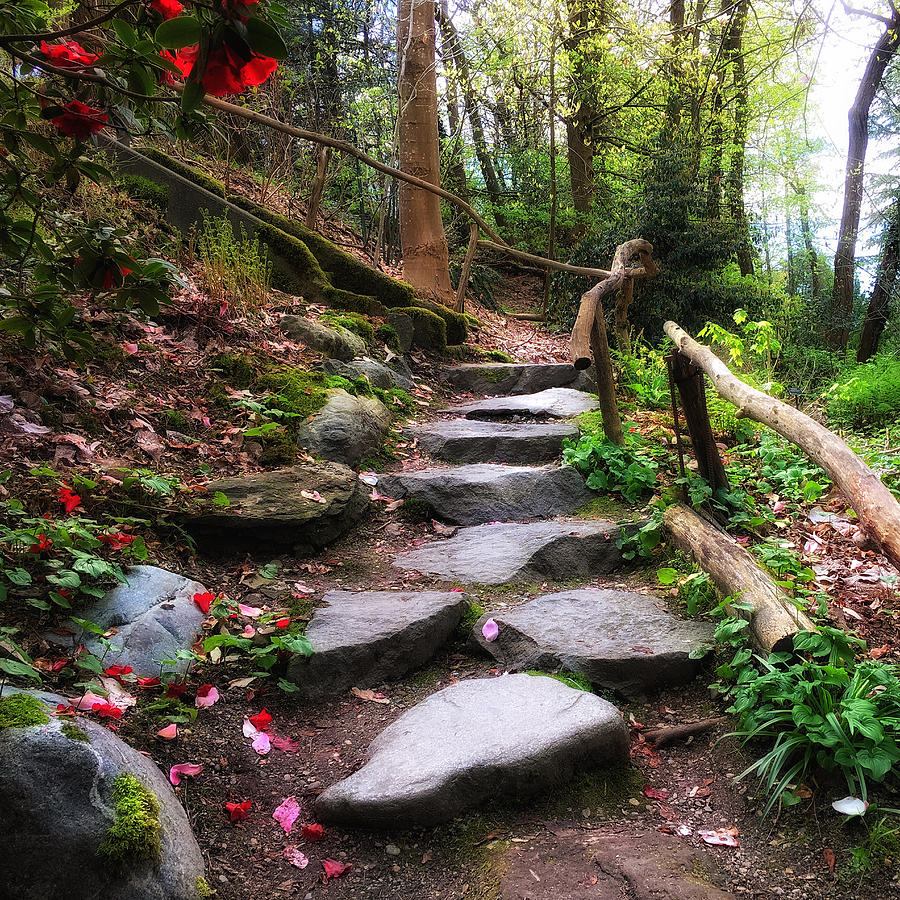 Petals On The Path Photograph by Connie Handscomb
