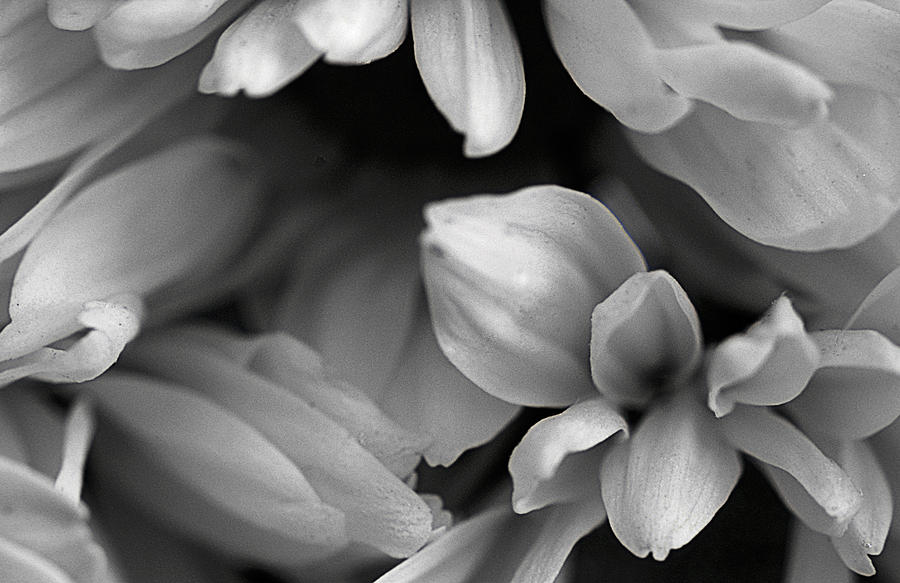 Petals  Photograph by Roger Lapinski