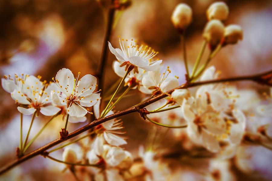 Petals Wide Open - Spring Flowers Photograph by Barry Jones