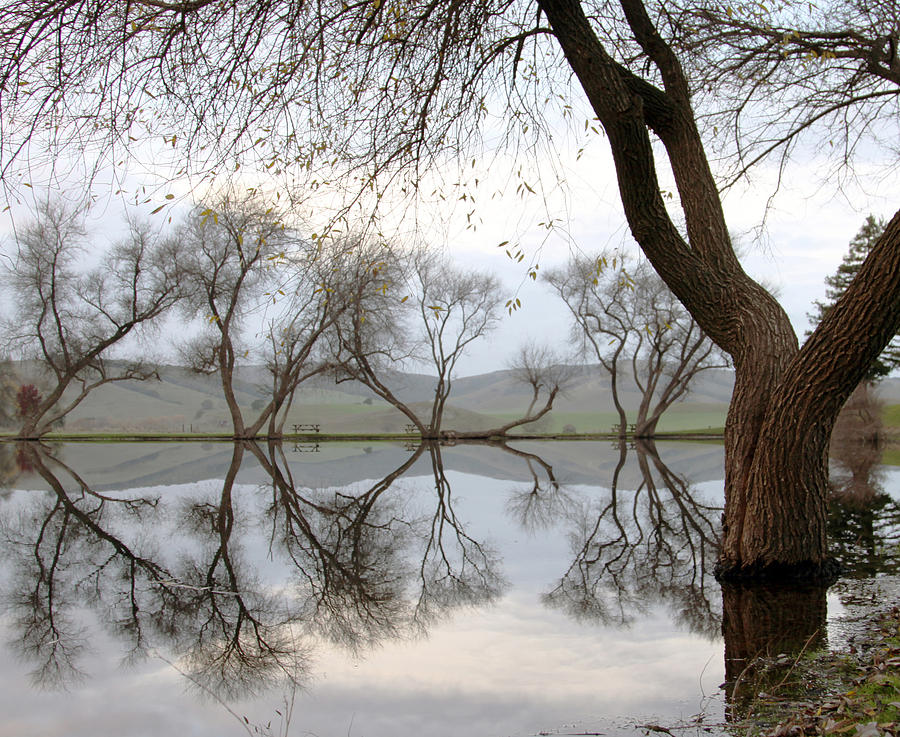 Petaluma Pondscape I Photograph by D Kadah Tanaka Fine Art America