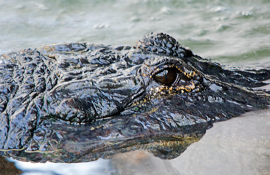 Pete the Alligator Photograph by Kenneth Albin