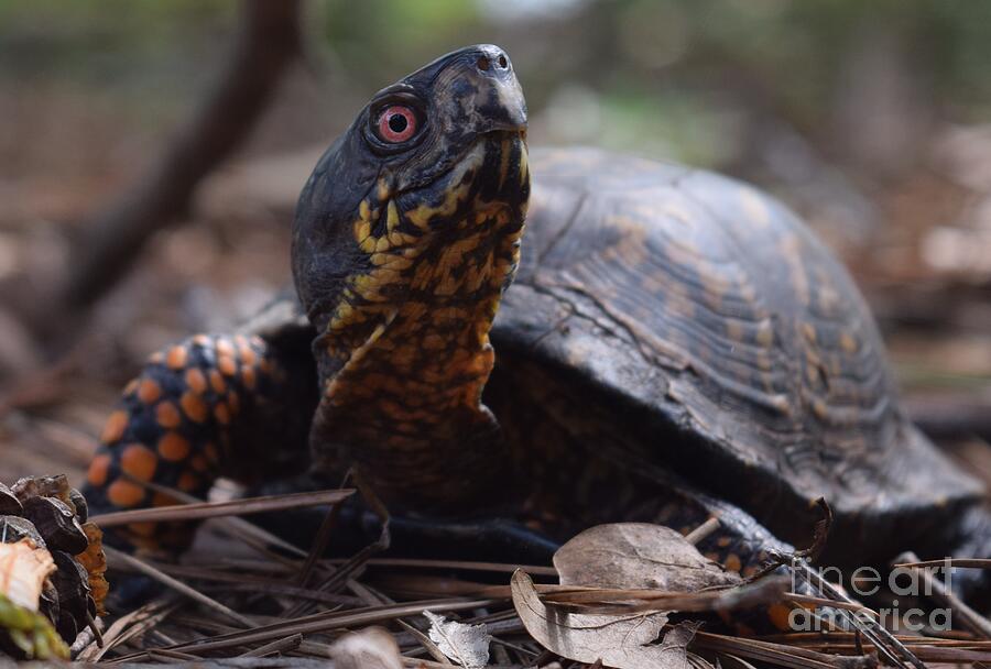 Pete the Box Turtle 2 Photograph by Timothy Smith - Fine Art America