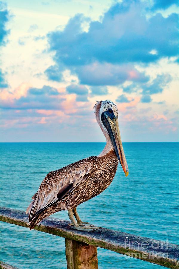 Pete the Pelican 2 Photograph by Kelly Nowak