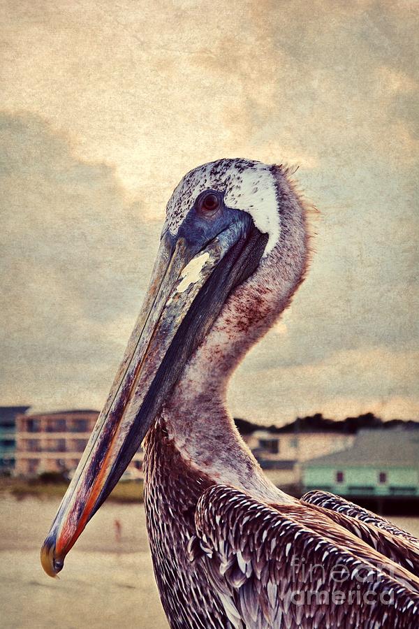 Pete the Pelican Photograph by Kelly Nowak
