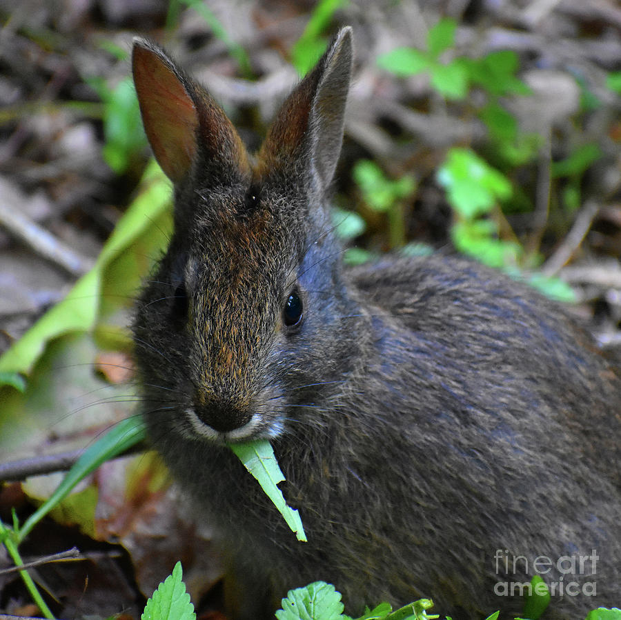 Animal Photograph - Peter Rabbit by Skip Willits